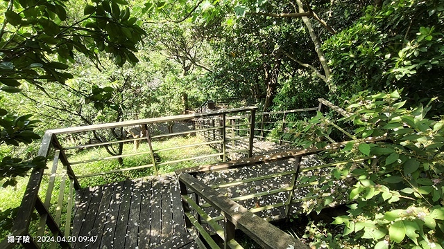 2024三芝賞桐步道,04/20即時花況🌸|桐旅行趣|桐花小