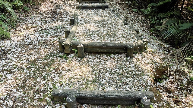 2024三芝賞桐步道,04/20即時花況🌸|桐旅行趣|桐花小