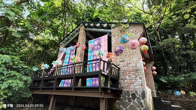 2024三芝賞桐步道,04/20即時花況🌸|桐旅行趣|桐花小