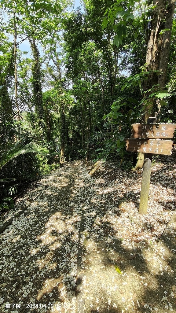 2024三芝賞桐步道,04/20即時花況🌸|桐旅行趣|桐花小