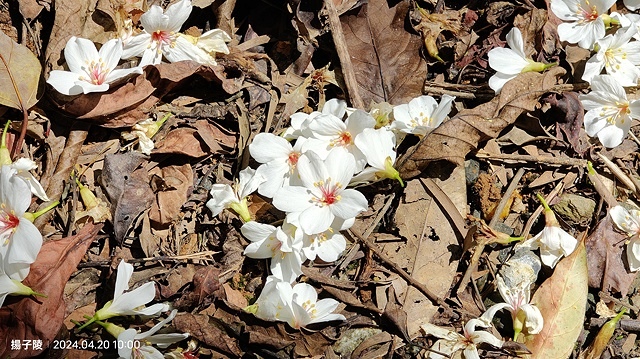 2024三芝賞桐步道,04/20即時花況🌸|桐旅行趣|桐花小