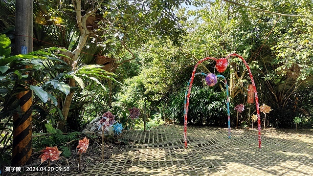 2024三芝賞桐步道,04/20即時花況🌸|桐旅行趣|桐花小