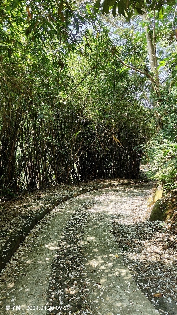 2024三芝賞桐步道,04/20即時花況🌸|桐旅行趣|桐花小