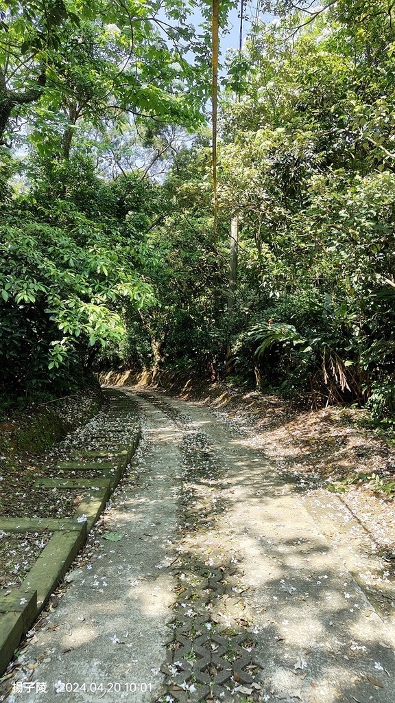 2024三芝賞桐步道,04/20即時花況🌸|桐旅行趣|桐花小