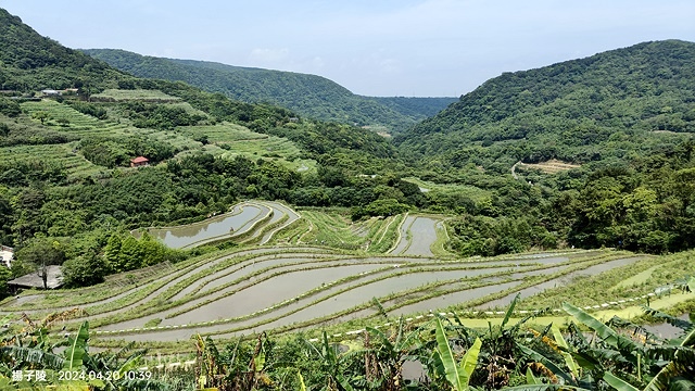 2024三芝賞桐步道,04/20即時花況🌸|桐旅行趣|桐花小