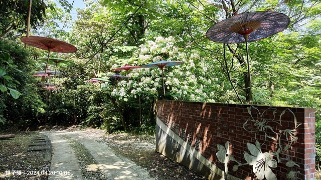 2024三芝賞桐步道，04/20即時花況🌸｜桐旅行趣｜桐花小