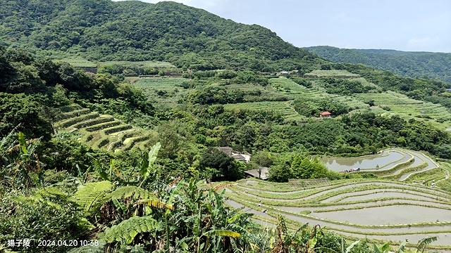 2024三芝賞桐步道,04/20即時花況🌸|桐旅行趣|桐花小