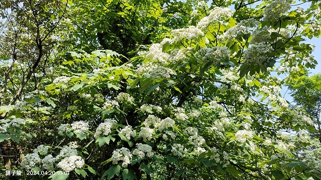 2024三芝賞桐步道,04/20即時花況🌸|桐旅行趣|桐花小