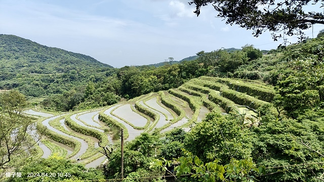 2024三芝賞桐步道,04/20即時花況🌸|桐旅行趣|桐花小
