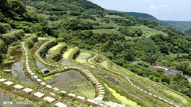 2024三芝賞桐步道,04/20即時花況🌸|桐旅行趣|桐花小