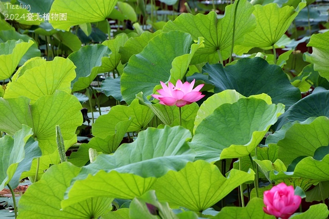 2024臺北植物園,荷花池04/21即時花況🌸。
