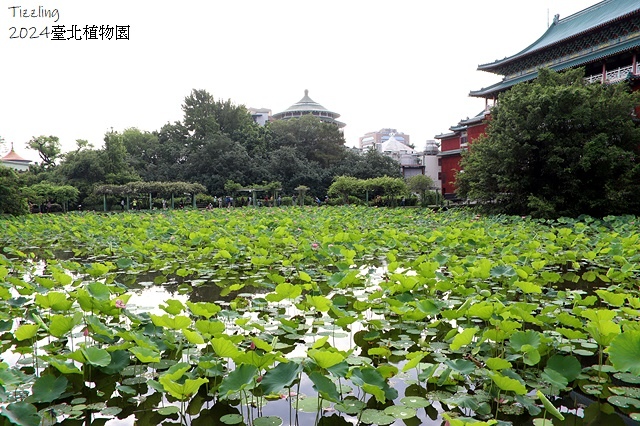 2024臺北植物園，荷花池04/21即時花況🌸。