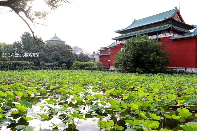 2024臺北植物園，荷花池04/21即時花況🌸。