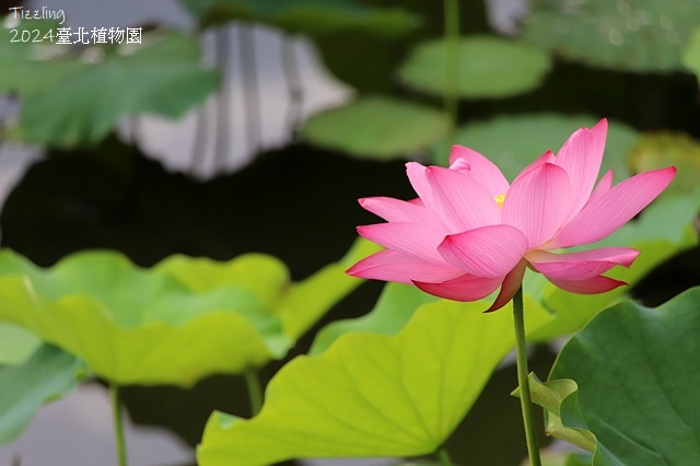 2024臺北植物園,荷花池04/21即時花況🌸。