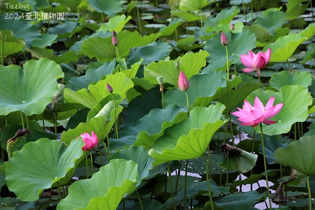 2024臺北植物園,荷花池04/21即時花況🌸。