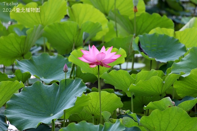 2024臺北植物園，荷花池04/21即時花況🌸。