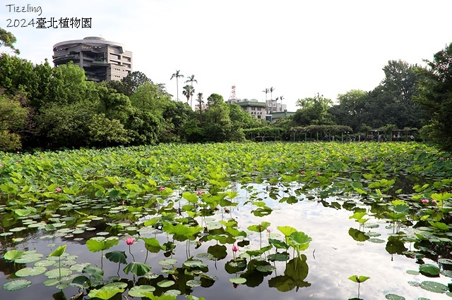 2024臺北植物園，荷花池04/21即時花況🌸。