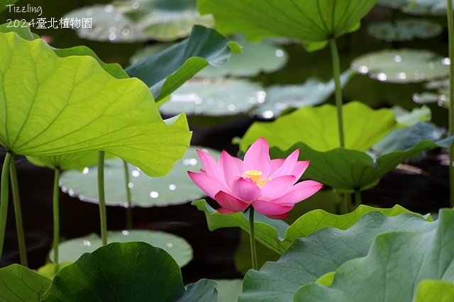 2024臺北植物園,荷花池04/21即時花況🌸。