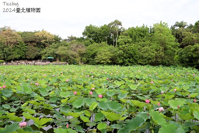 2024臺北植物園,荷花池04/21即時花況🌸。