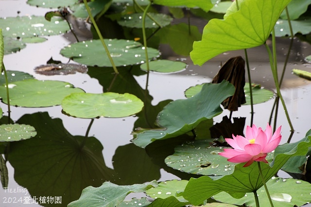 2024臺北植物園,荷花池04/21即時花況🌸。