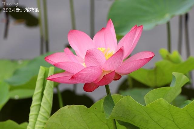 2024臺北植物園,荷花池04/21即時花況🌸。