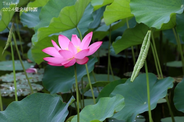 2024臺北植物園,荷花池04/21即時花況🌸。