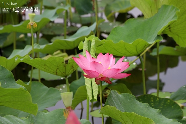 2024臺北植物園,荷花池04/21即時花況🌸。