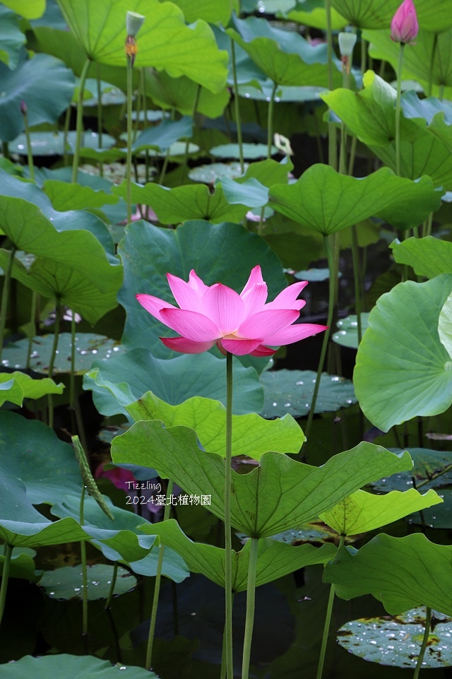 2024臺北植物園,荷花池04/21即時花況🌸。