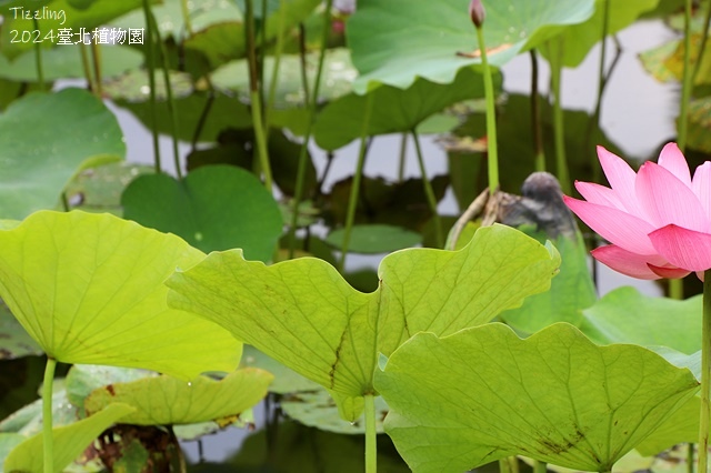 2024臺北植物園,荷花池04/21即時花況🌸。