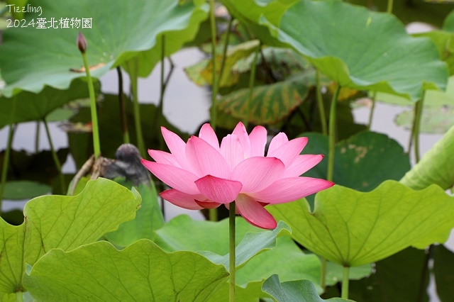 2024臺北植物園,荷花池04/21即時花況🌸。
