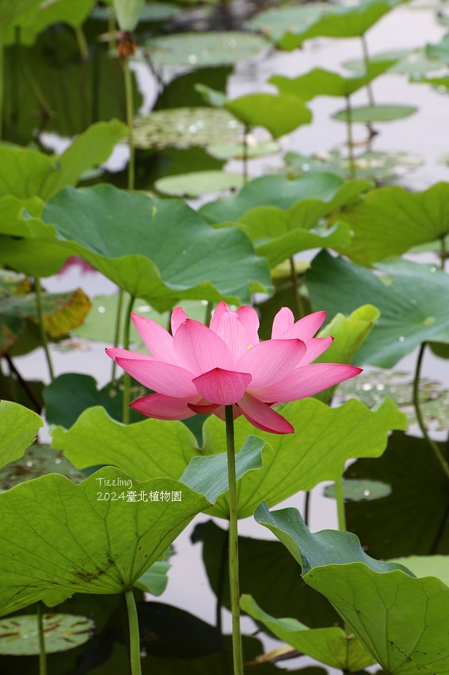 2024臺北植物園,荷花池04/21即時花況🌸。
