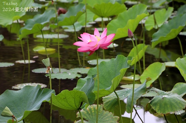 2024臺北植物園,荷花池04/21即時花況🌸。