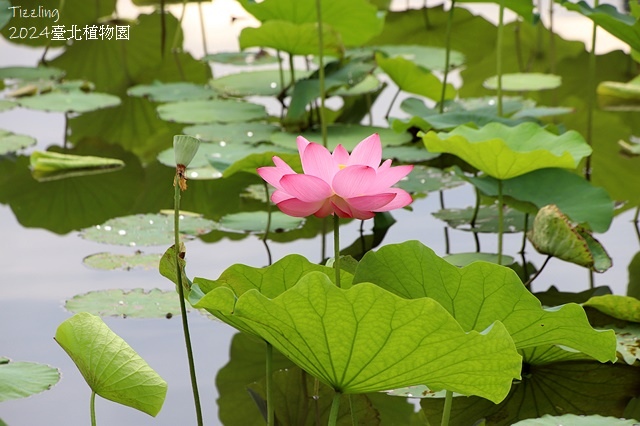 2024臺北植物園,荷花池04/21即時花況🌸。
