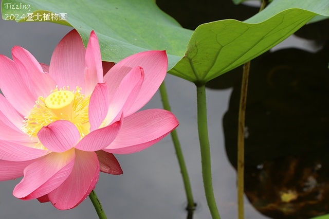 2024臺北植物園,荷花池04/21即時花況🌸。