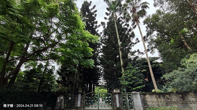 2024臺北植物園|賞荷廣場|荷花池04/21即時花況🌸。