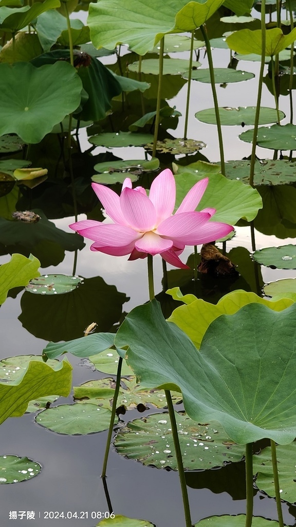 2024臺北植物園|賞荷廣場|荷花池04/21即時花況🌸。