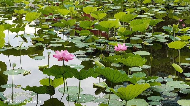 2024臺北植物園｜賞荷廣場｜荷花池04/21即時花況🌸。