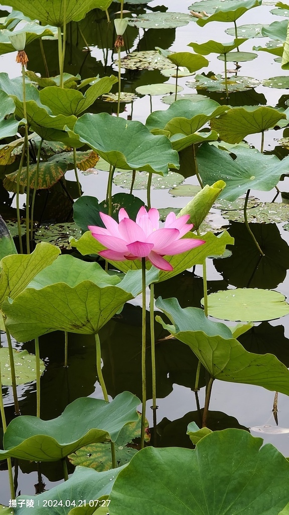 2024臺北植物園|賞荷廣場|荷花池04/21即時花況🌸。