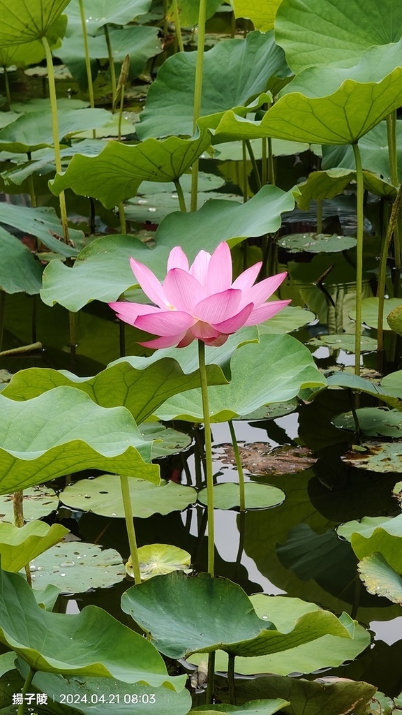 2024臺北植物園|賞荷廣場|荷花池04/21即時花況🌸。