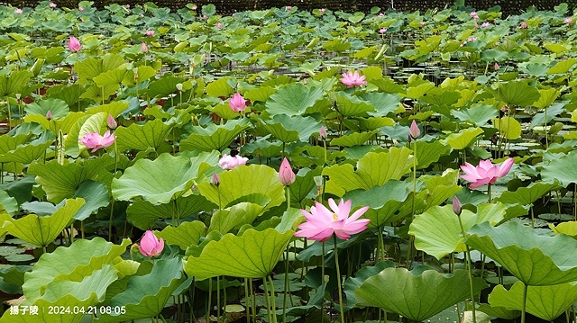2024臺北植物園|賞荷廣場|荷花池04/21即時花況🌸。