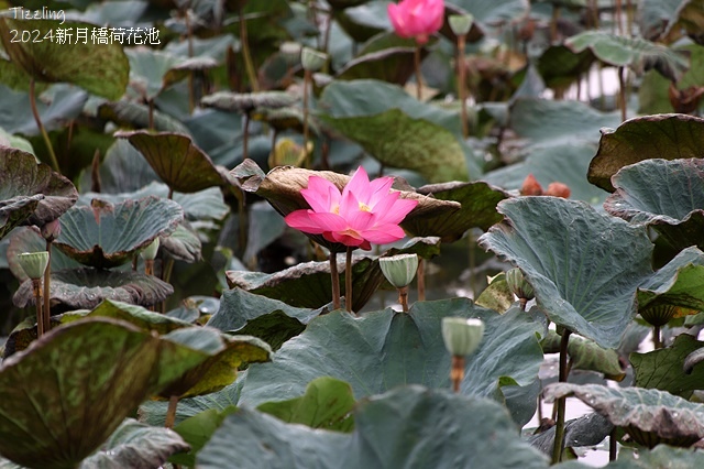 2024新月橋荷花池｜板橋新海人工濕地荷花，04/27即時花