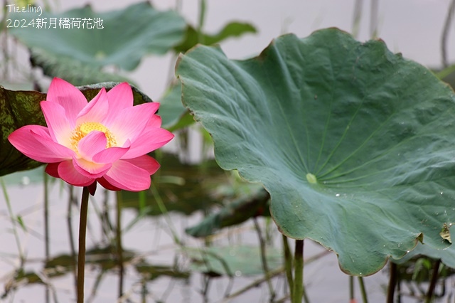 2024新月橋荷花池｜板橋新海人工濕地荷花，04/27即時花