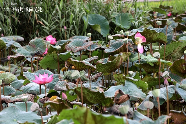 2024新月橋荷花池｜板橋新海人工濕地荷花，04/27即時花