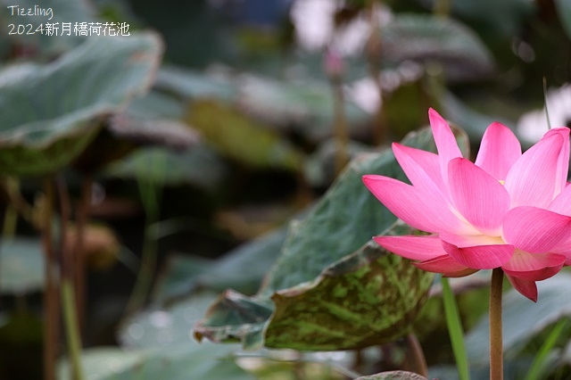 2024新月橋荷花池｜板橋新海人工濕地荷花，04/27即時花