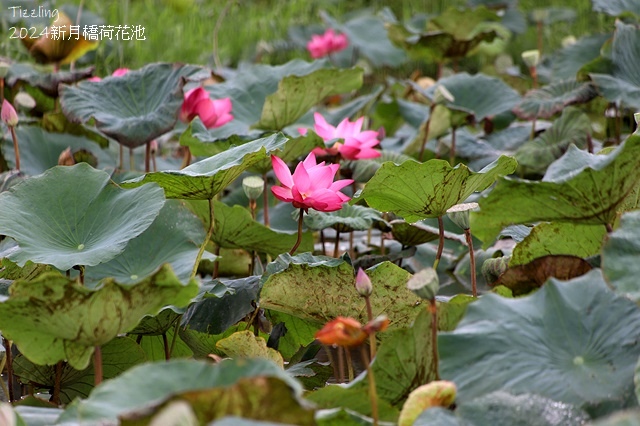 2024新月橋荷花池｜板橋新海人工濕地荷花，04/27即時花