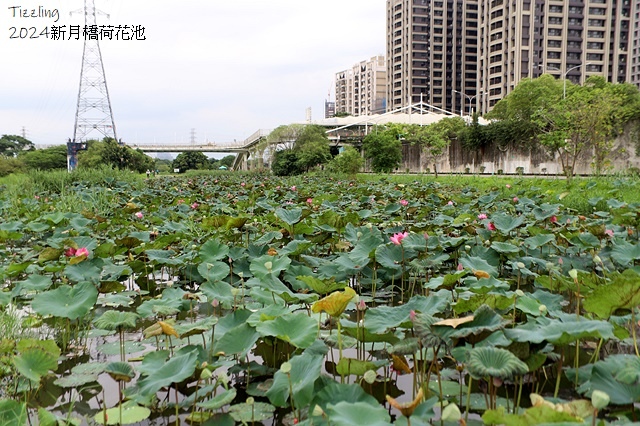 2024新月橋荷花池｜板橋新海人工濕地荷花，04/27即時花