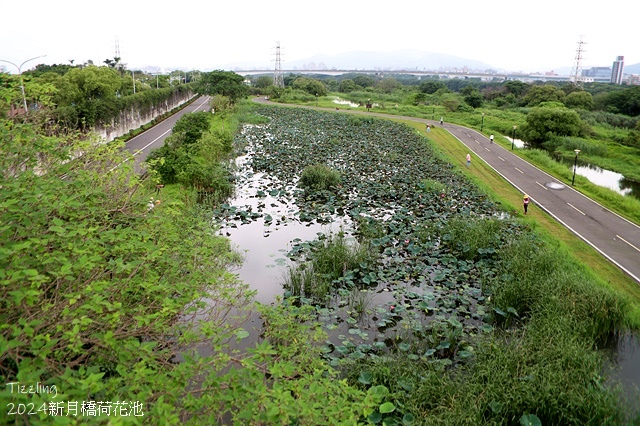 2024新月橋荷花池｜板橋新海人工濕地荷花，04/27即時花