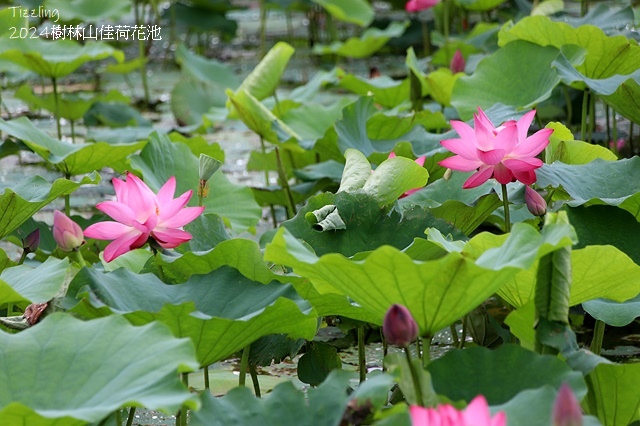 2025樹林山佳荷花池,05/13即時花況🌸|2024樹林山