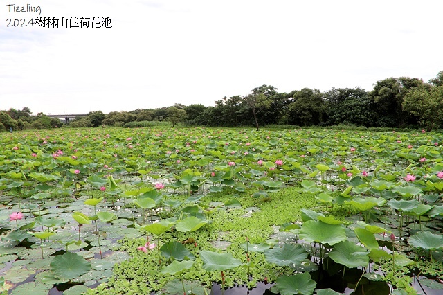 2025樹林山佳荷花池,05/13即時花況🌸|2024樹林山