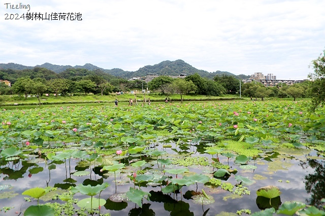 2025樹林山佳荷花池,05/13即時花況🌸|2024樹林山